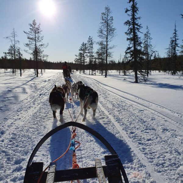 Dog Sledding Lapland
