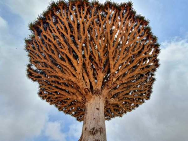 Dragon Blood Tree Socotra Island