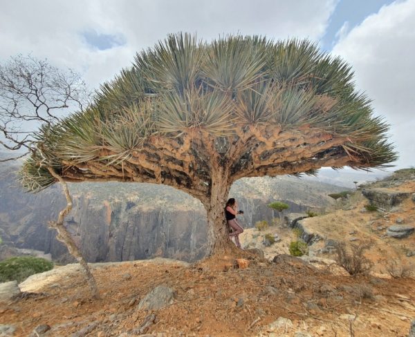 Visit Socotra