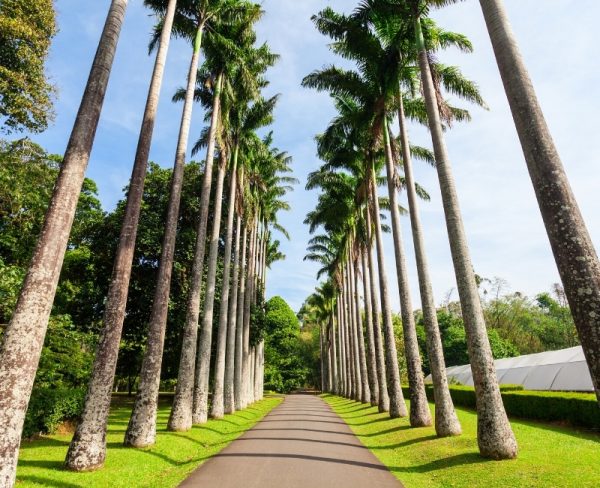 10 day Sri Lanka Itinerary: Avenue of Royal Palms
