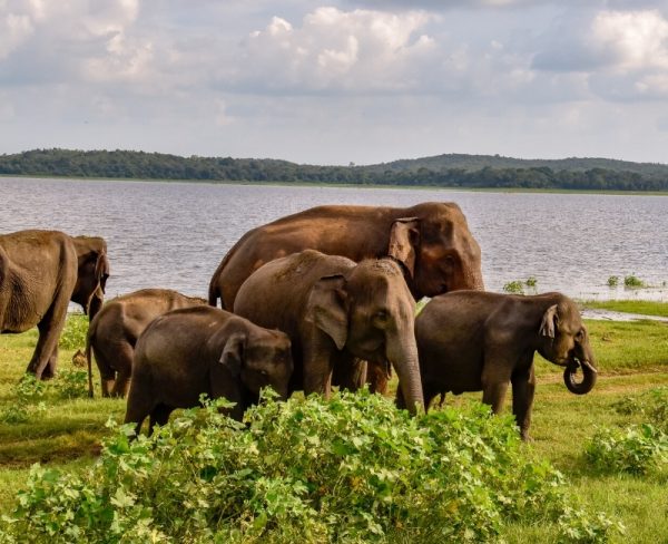 10 day Sri Lanka Itinerary: Elephants at  Udawalawe National Park