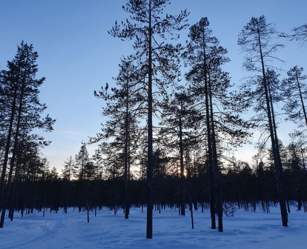 Finnish Lapland in Winter Finnish forest