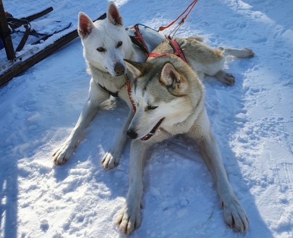 Finnish Lapland in Winter Huskies