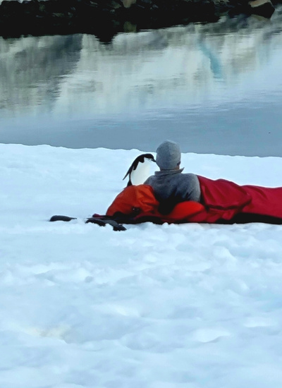Penguin getting close to a camper in Antarctica
