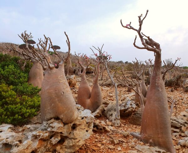 Bottle Trees Socotra