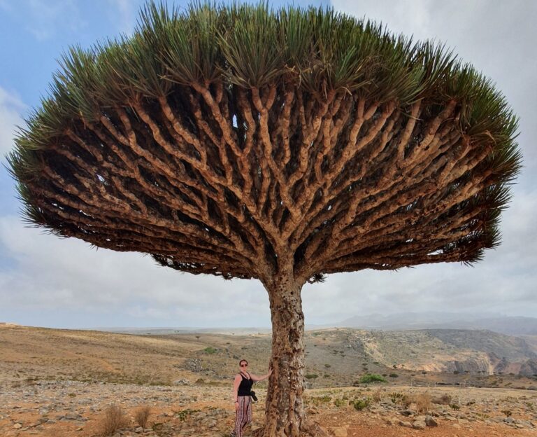 15 Unique Things to do in Socotra