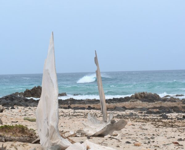 Whale carcass Socotra